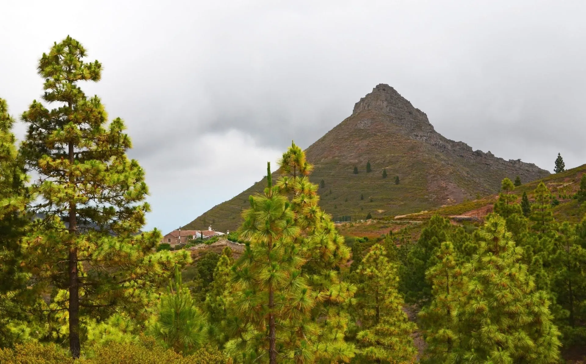 Beautiful view of the countryside around Imoque mountain with Canary pine trees in Ifonche,
Tenerife,Canary Islands,Spain.Selective focus.