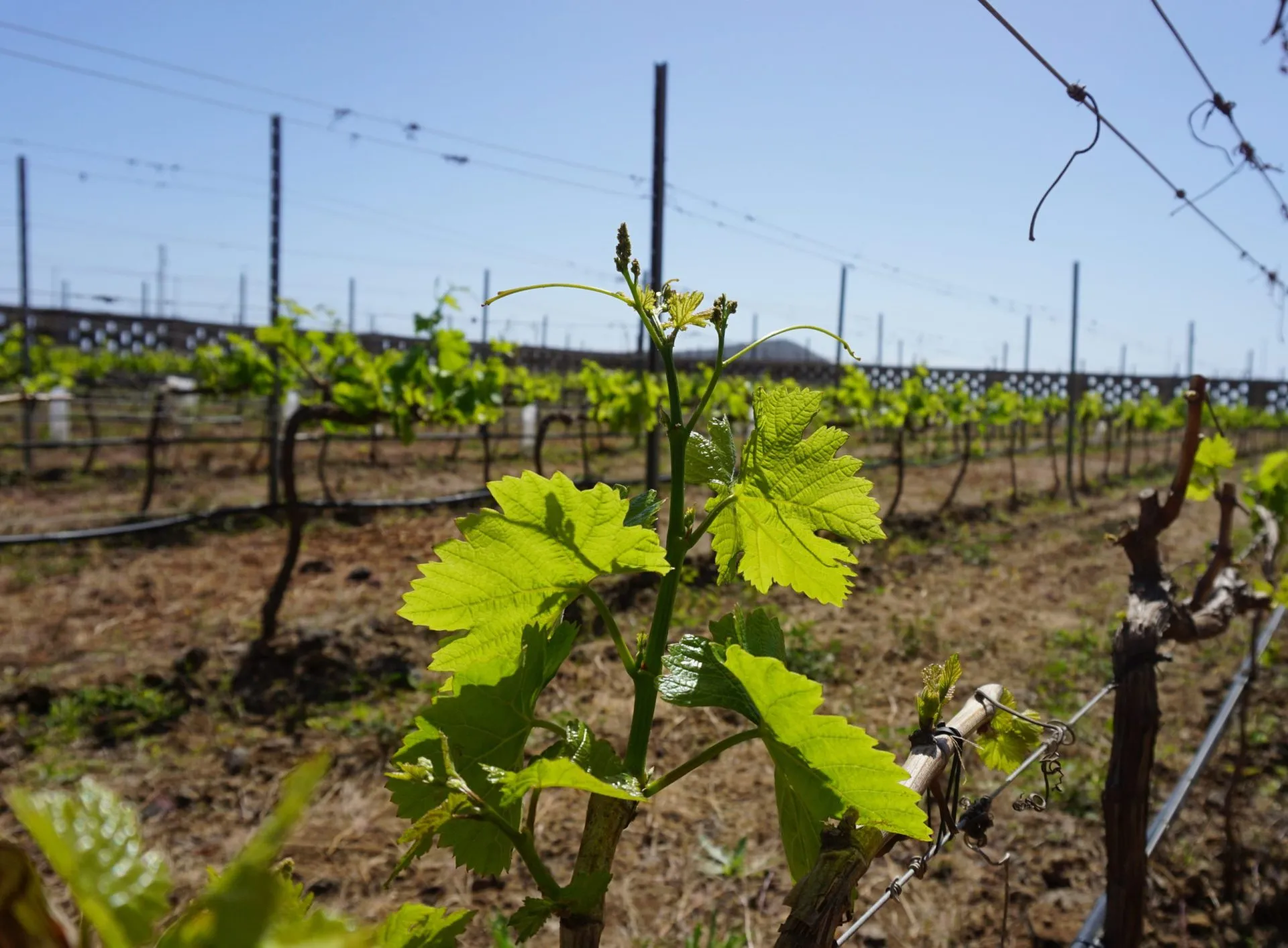 Druvplanta av sorten Marmajuelo med nya fräscha gröna blad och små druvklasar i solen mot en blå himmel och vingårdsbakgrund, april 2023, i Guimar, Teneriffa, Kanarieöarna, Spanien